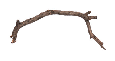 Single dry tree branch, isolated on white background. Stick tree branch from nature for design.