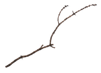 Single dry tree branch, isolated on white background. Stick tree branch from nature for design.
