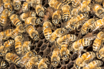 bees in honeycomb background