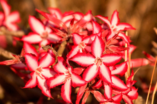 Impala lily flowers, Adenium multiflorum, in the sunlight