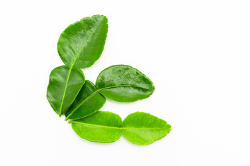 Kaffir lime leaves isolated on white background.