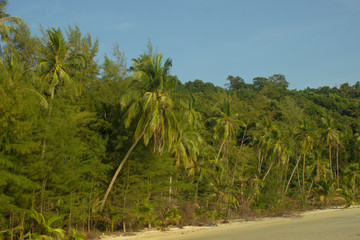 Obraz premium palms on sea background