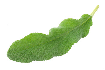 sage leaves isolated on white background. top view