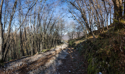 trees in an autumn forest