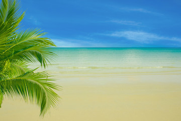 branches of palms on blue sea background