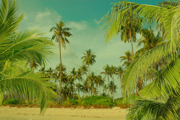 Obraz na płótnie Canvas palms on sea background