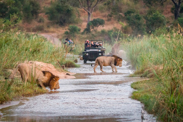 Two male lions, Panthera leo, walk across a shallow river, one crouching drinking water, two game vehicles in backgrounf carrying people