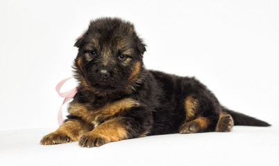 little puppy on a white background