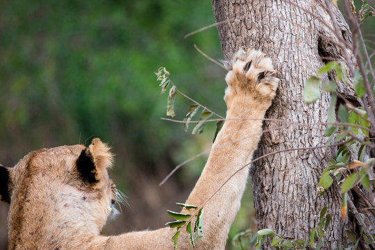 The back of a head of a lioness, Panthera leo, ears back, front paw resting on tree trunk, claws showing