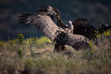 Gyps fulvus. The wild nature of Bulgaria. Free nature. A beautiful picture of nature. Rhodopes. Big bird. Mountains in Bulgaria. European wildlife.