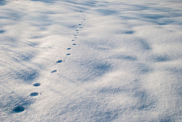 Animal footprint on snow
