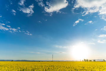 Naklejka premium yellow field and blue sky