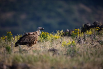 Gyps fulvus. The wild nature of Bulgaria. Free nature. A beautiful picture of nature. Rhodopes. Big bird. Mountains in Bulgaria. European wildlife.