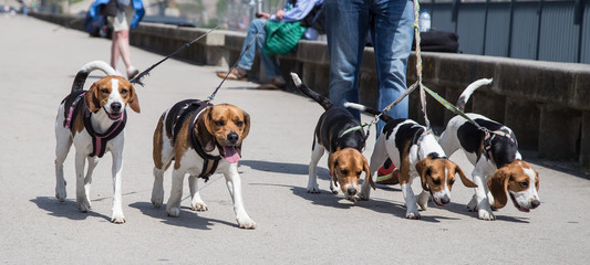 Beagles walking in the streets of Porto, Portugal