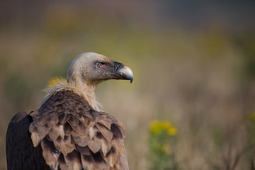 Gyps fulvus. The wild nature of Bulgaria. Free nature. A beautiful picture of nature. Rhodopes. Big bird. Mountains in Bulgaria. European wildlife.