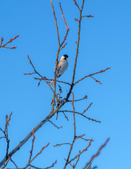 Little bird sitting on a branch against a blue sky