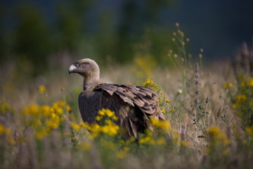 Gyps fulvus. The wild nature of Bulgaria. Free nature. A beautiful picture of nature. Rhodopes. Big bird. Mountains in Bulgaria. European wildlife.