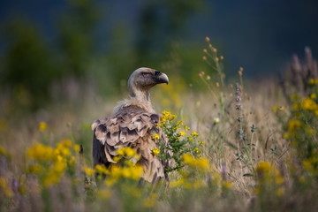 Gyps fulvus. The wild nature of Bulgaria. Free nature. A beautiful picture of nature. Rhodopes. Big bird. Mountains in Bulgaria. European wildlife.