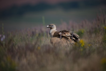 Gyps fulvus. The wild nature of Bulgaria. Free nature. A beautiful picture of nature. Rhodopes. Big bird. Mountains in Bulgaria. European wildlife.