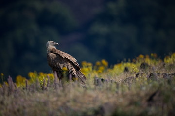 Gyps fulvus. The wild nature of Bulgaria. Free nature. A beautiful picture of nature. Rhodopes. Big bird. Mountains in Bulgaria. European wildlife.