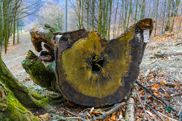 stump in forest