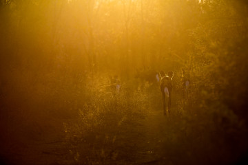 A pack of backlit wild dog, Lycaon pictus, walking away from camera, sun shine through trees and long grass