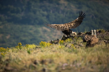 Gyps fulvus. The wild nature of Bulgaria. Free nature. A beautiful picture of nature. Rhodopes. Big bird. Mountains in Bulgaria. European wildlife.
