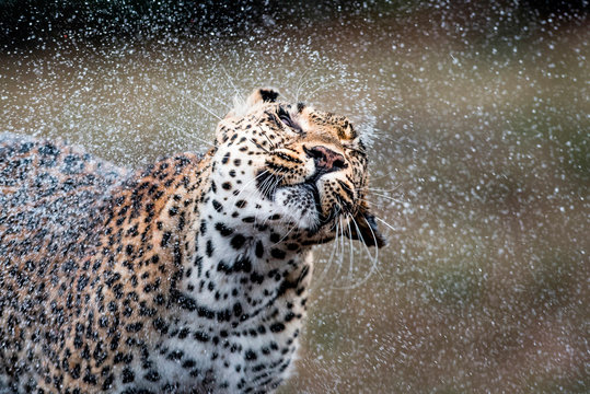 Wet leopard shaking off water