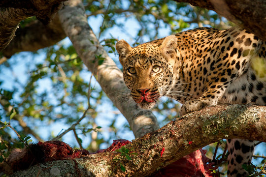 Portrait of leopard standing on tree over carcass