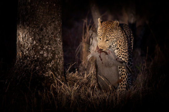A leopard, Panthera pardus, stands while holding a dead warthog in its mouth, Phacochoerus africanus, blood on its neck, at night lit up by spotlight