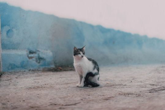 Abandoned dirty cat on road