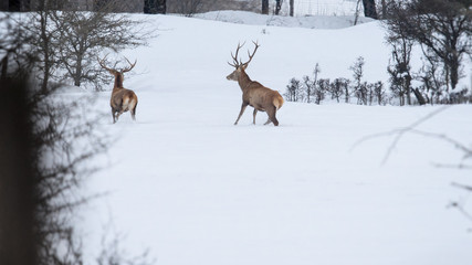 parco nazionale d'abruzzo