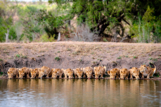 Pride of lions drinking water at river