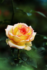 pink-yellow rose  flower  