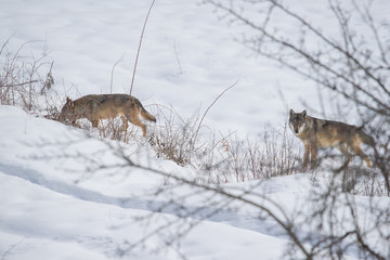 parco nazionale d'abruzzo