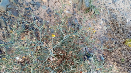 Sincronizando con la Vida