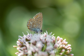 Gemeiner Bläuling Falter an Blüte