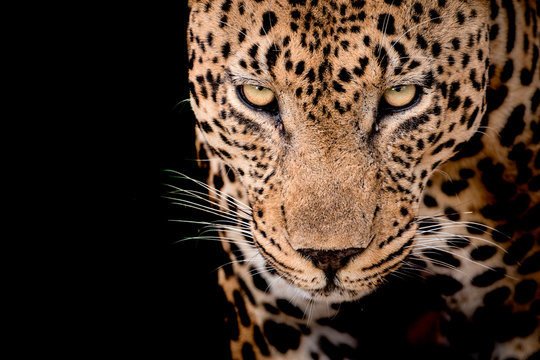Close up of leopard