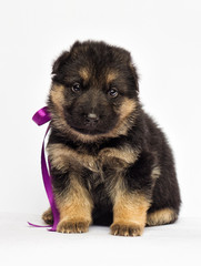 little puppy on a white background