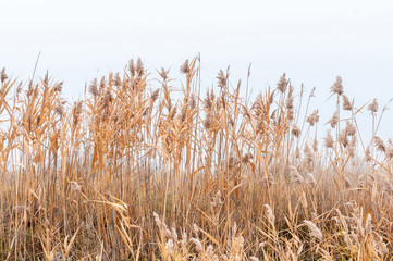 Reeds yellow and dry in the mist of an autumn day, panorama