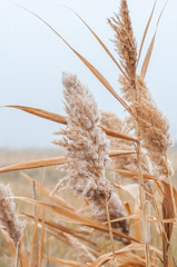 Reeds yellow and dry in the mist of an autumn day © Roman