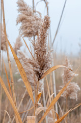 Reeds yellow and dry in the mist of an autumn day © Roman