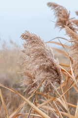Reeds yellow and dry in the mist of an autumn day © Roman