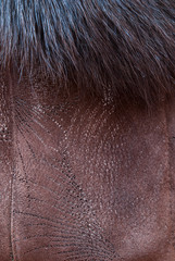 Naklejka premium brown and black and white animal fell texture