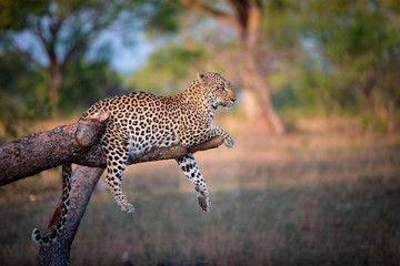 Leopard lying on broken tree branch
