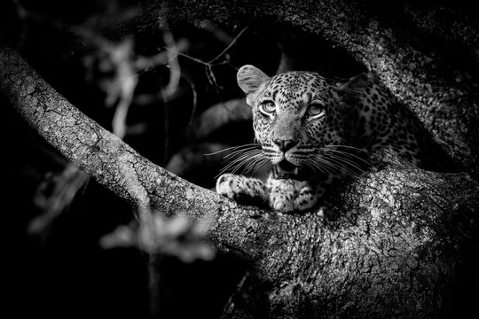Portrait of leopard cub sitting on tree branch