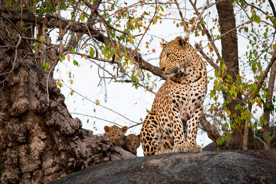 A mother leopard, Panthera pardus, sits on a boulder and looks away, her two cubs hide behind a tree trunk behind her with direct gaze