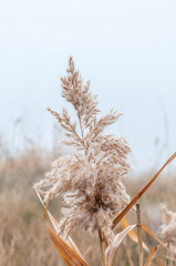 Reeds yellow and dry in the mist of an autumn day © Roman