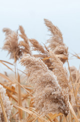 Reeds yellow and dry in the mist of an autumn day © Roman