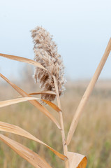 Reeds yellow and dry in the mist of an autumn day © Roman